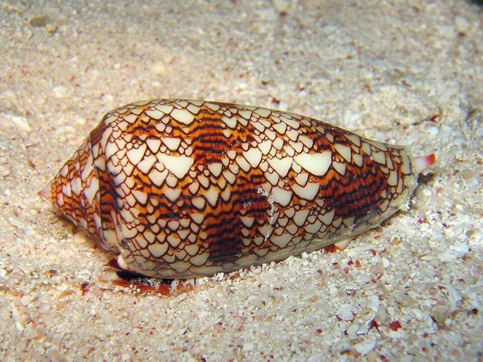 Textile Cone Snail